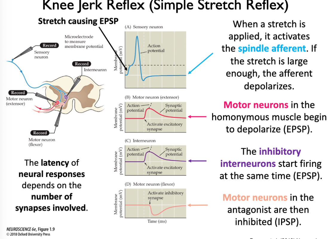 Stretch activates spindle afferent
- large enough will cause depolarization

Motor neurons in homonymous muscle begin to depolarize (EPSP)

Inhibitory neuorns is always excitable, EPSP, but sent inhibitory signals 

Motor neurons in antagonist are inhibited, IPSP

Latency of neural responses depends on number of synapses involved 