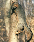 <p>Gray Fox</p>