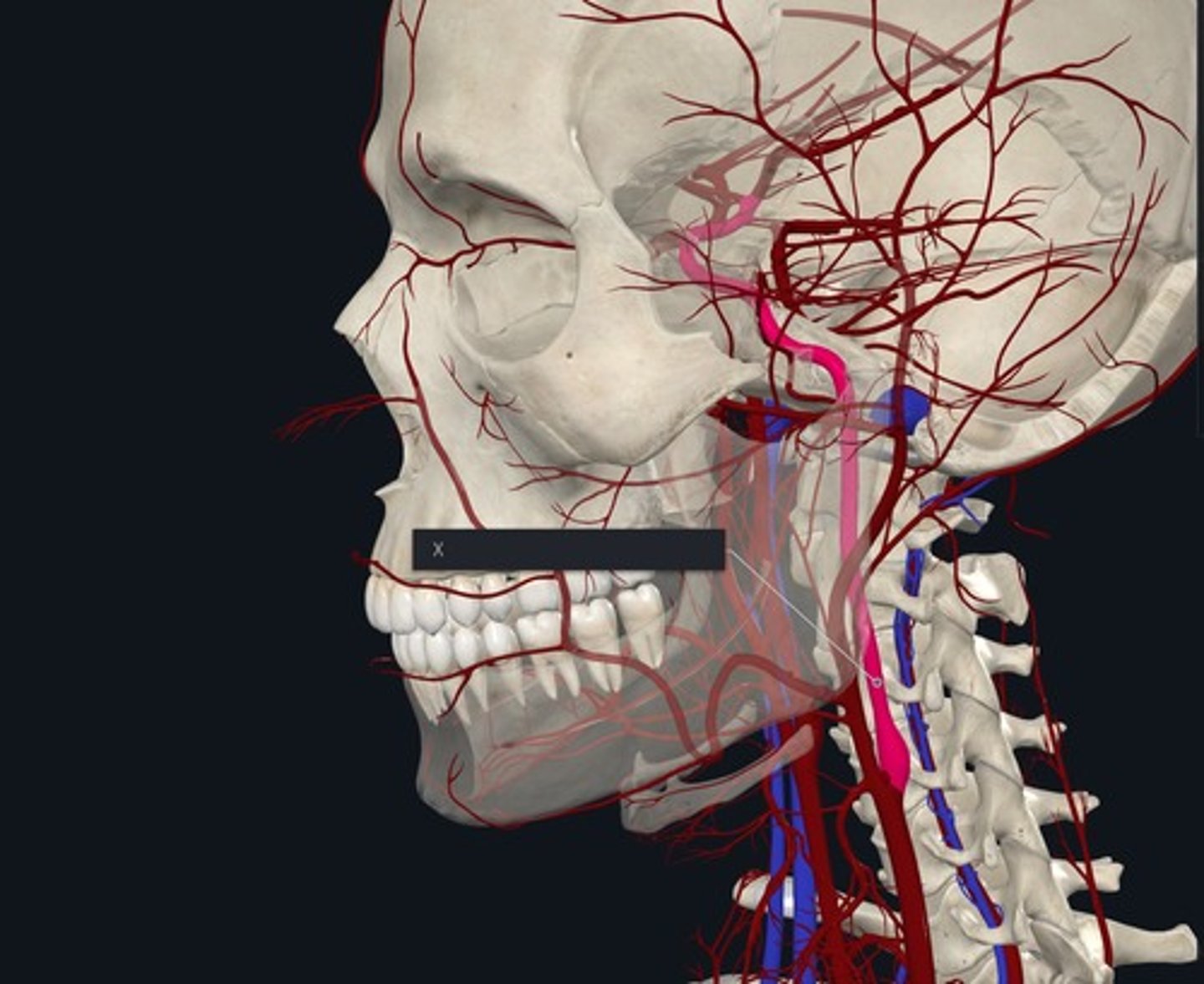 <p>Name the Vessel highlighted pink and marked with the X posterior branch</p>