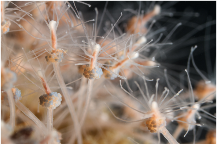 <p>What class does this species belong to, and what is its mode of feeding?</p>
