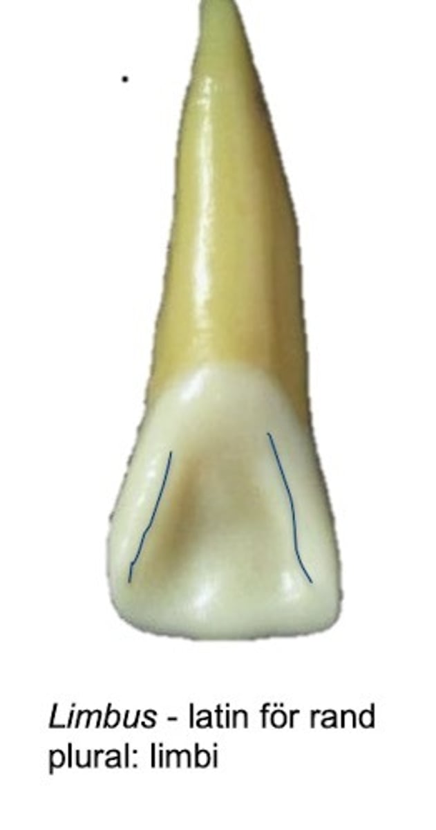 <p>på främst <span style="text-decoration:underline">maxillans</span> (otydligt på mandibulan)</p><p>- incisivers och caniners palatinala yta </p><p>- finns en <em>upphöjning</em> som sträcker sig längs <em>approximalytan</em>. - - Denna upphöjning kallas limbus (plural: limbi). </p><p></p>