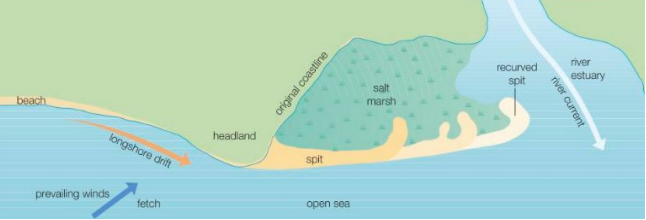 <p>A <mark data-color="green">long narrow strip of sand &amp; shingle </mark>that is<mark data-color="green"> formed due to deposition </mark>that <mark data-color="green">projects </mark>from the <mark data-color="green">coastline </mark>into the sea.</p>