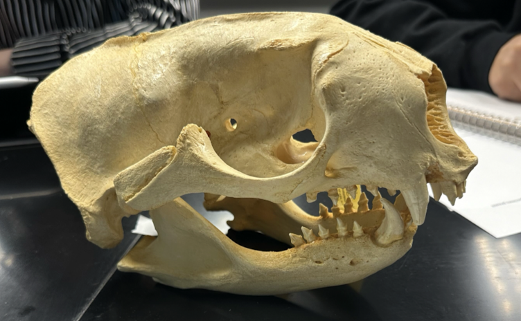 <p>Otariidae</p>