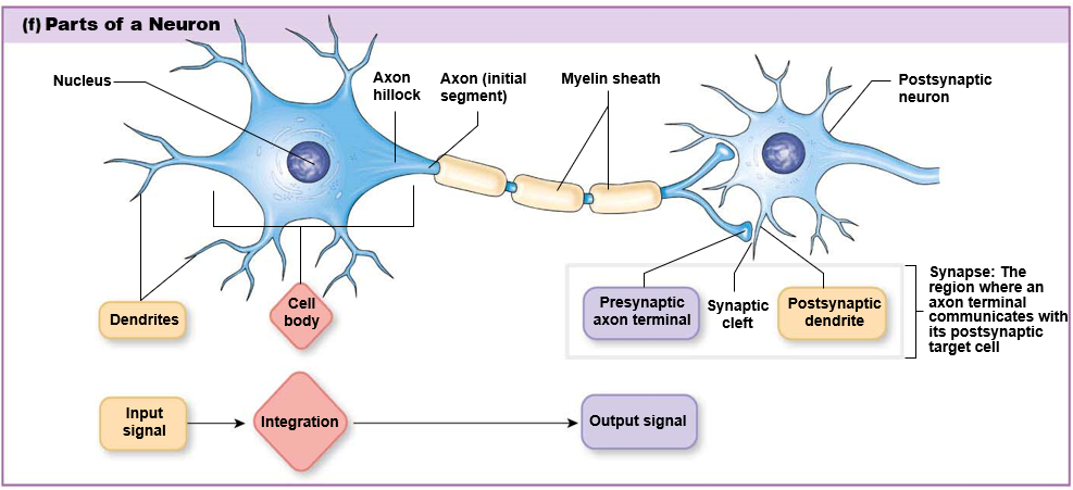 <p><strong>dendrites</strong>: receive input signals</p><p><strong>cell body</strong>: integration center</p><p><strong>axon</strong>: carry outgoing information</p><p><strong>synapse</strong>: output signal</p>