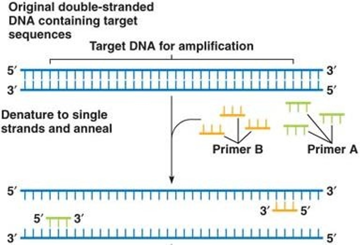 <p>Denaturation, annealing of primers, and extension of primers with DNA polymerase.</p>