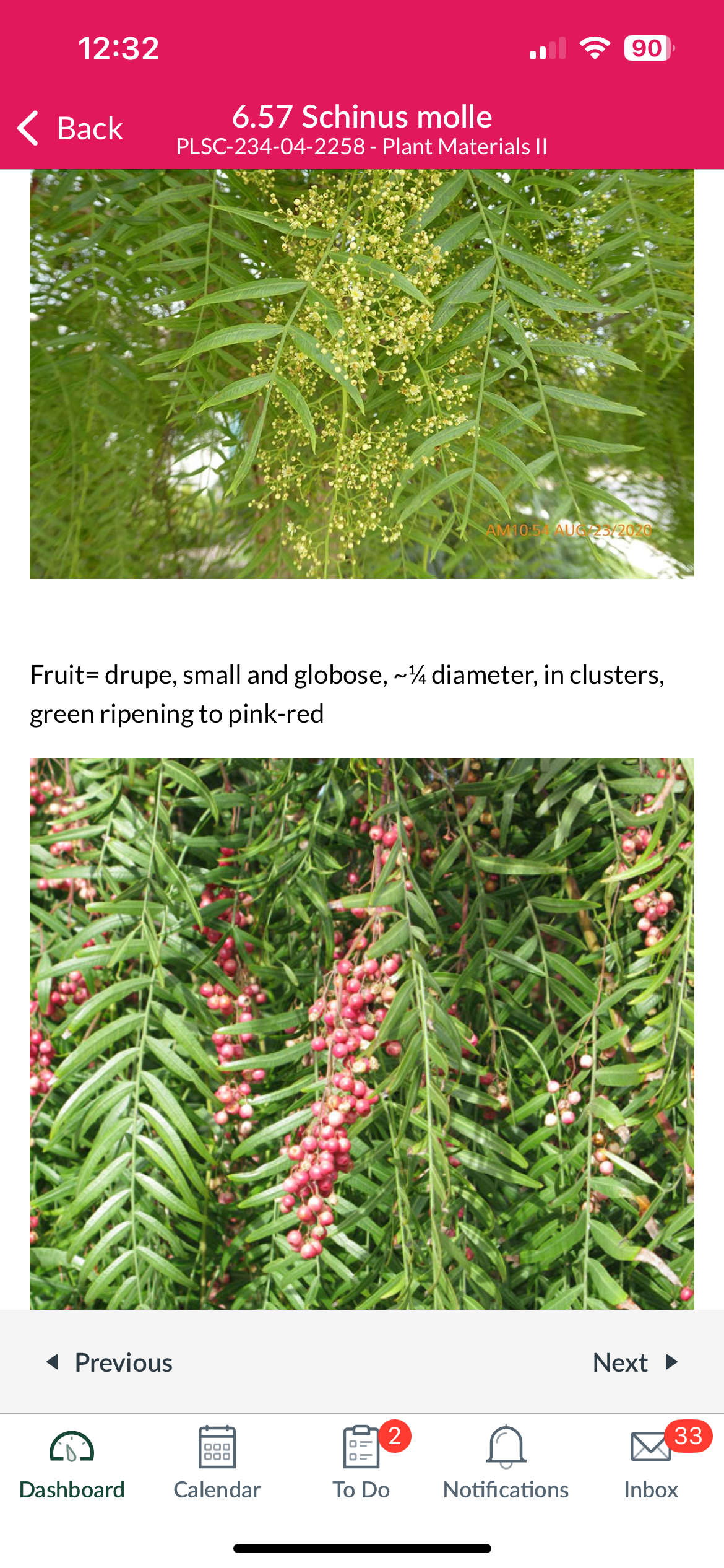 <p>Schinus molle </p>