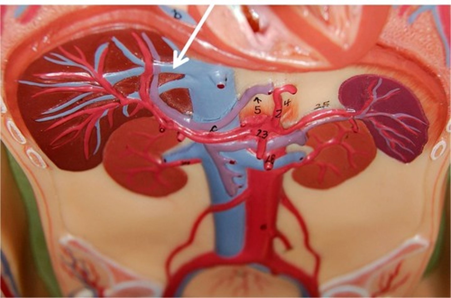 <p>carry blood from the liver to the caudal vena cava</p>