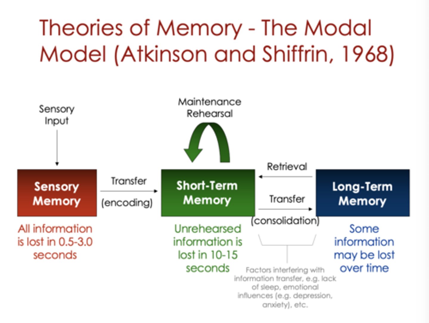 <p>3 stores - sensory, short-term and long-term.</p><p>Sensory = senses via environment, lost in 0.5-3.0s. Encoded to short-term if relevant to start storage.</p><p>Short-term = temporary store for only 10-15s if unrehearsed, but is maintained if practiced, then consolidated to long-term. </p><p>Long-term = Kept for years, as long as you make use of it and go back to short-term memory to retrieve it. </p>