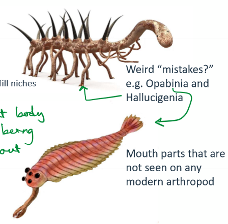 <p>Rapid diversification of animal life; emergence of hard-bodied animals, apex predators, and unique forms like Opabinia and Hallucigenia.</p>