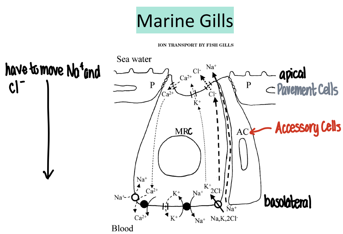<ul><li><p>The Na<sup>+</sup>/K<sup>+</sup>-ATPase at basolateral membrane actively pumps Na<sup>+</sup> out of the cell and K<sup>+</sup> into the cell (K<sup>+</sup> leaks back into blood), maintaining a low intracellular Na<sup>+</sup> and negative membrane potential</p></li><li><p>This sodium gradient drives the NKCC cotransporter which brings 1 Na<sup>+</sup>, 1 K<sup>+</sup>, and 2 Cl<sup>-</sup> into the cell from the blood with each cycle</p></li><li><p>The accumulation of Cl- rises above that of seawater, allowing it to passively diffuse out across the apical membrane into the external environment</p></li><li><p>Sodium follows paracellulary due to the electrical gradient, allowing marine fish to effectively excrete excess salts absorbed from seawater</p></li></ul><p></p>