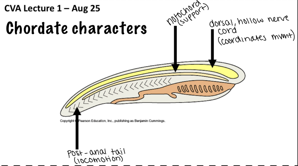 <ul><li><p>endostyle</p></li><li><p>update: pharyngeal slits</p><ul><li><p>now an ancestral trait</p></li><li><p>genes for gill slits much earlier than previously thought</p></li><li><p>not a chordate feature anymore</p></li></ul></li></ul><p></p>