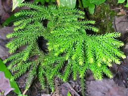 <p>Princess pine</p>