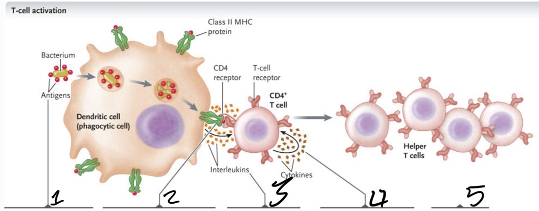 <p>What occurs at 5?</p>