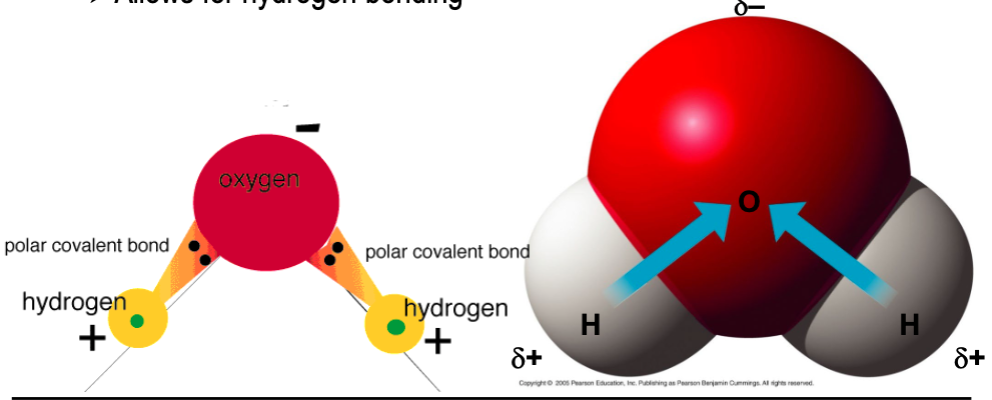 <p>they allow for hydrogen bonding</p>