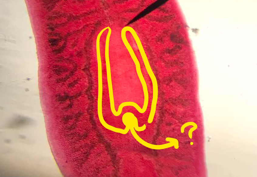 <p>part of Planaria; on the posterior end of the pharynx</p>