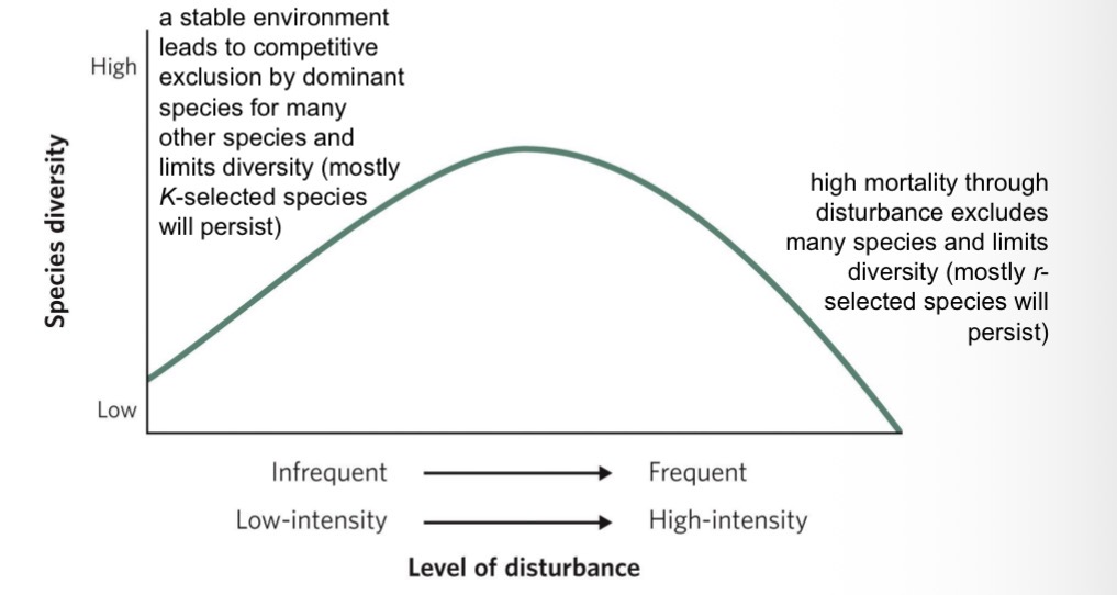 <ul><li><p>suggests that species diversity will be greatest at intermediate levels of disturbance</p></li><li><p>Lots of disturbance = lots of mortality for species = r selected species will persist</p></li><li><p>Low abundance = a stable environment leads to competitive exclusion by dominant species for many other species and limits diversity (mostly K-selected species will persist)</p></li></ul><p></p>