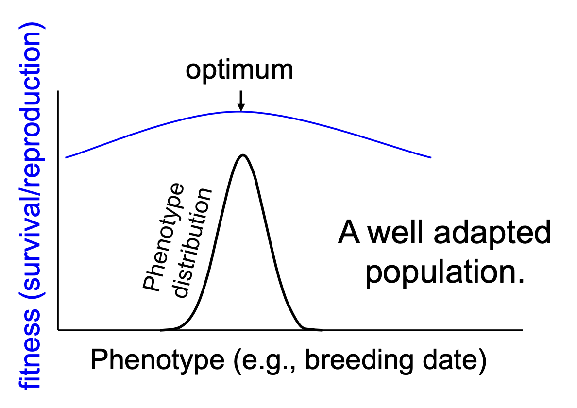 <ul><li><p>With an abrupt shift in optimum, the phenotype will eventually readjust</p></li><li><p>With gradual changes, the phenotype&nbsp;“chases” the optimum</p></li></ul><p></p>