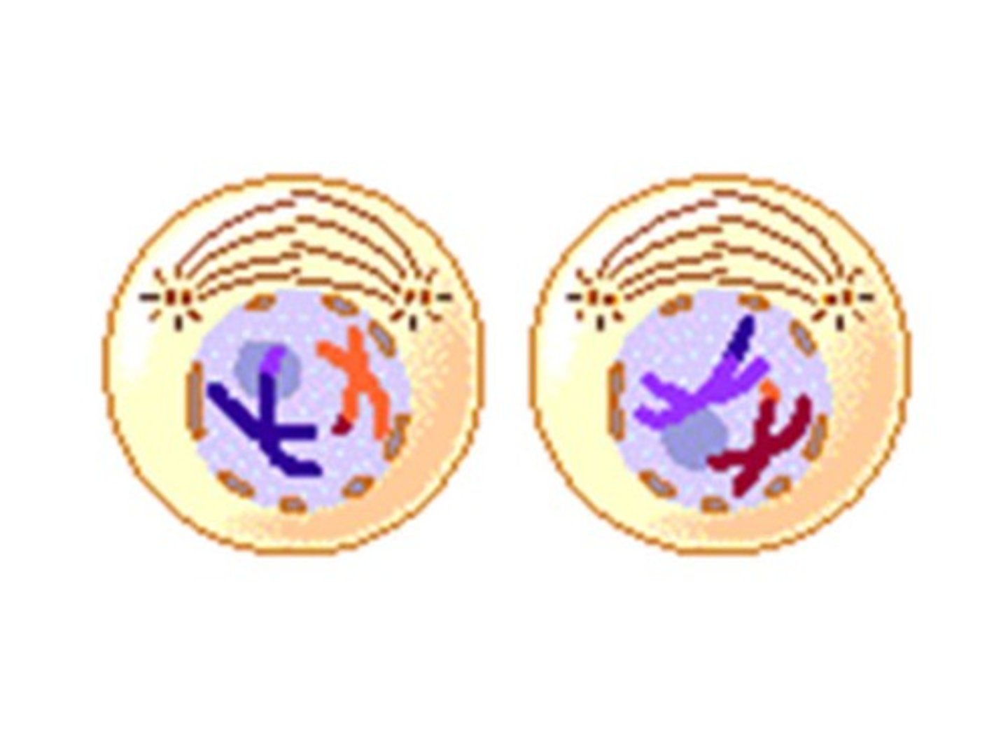 <p>Identify this phase</p>