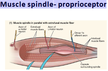 <p>A proprioceptor detecting muscle length/stretch.</p>