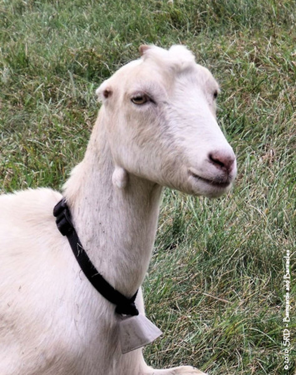 <p>Gopher (less than 1 inch) ears or elf (about 2 inches) ears</p>