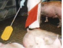 <p>pig restraint #7</p>