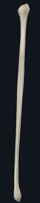 <p>What is this bone called?</p>