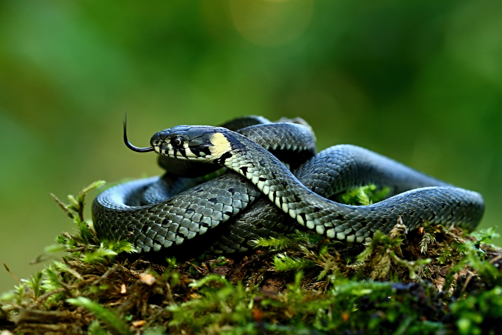 <p>užovka obojková </p>