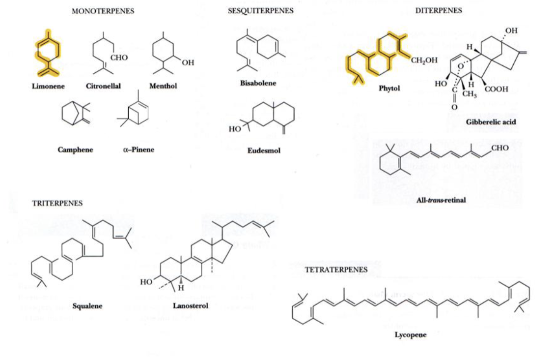 <p>simple lipids with no fatty acid components</p><p>composed of 2 or more isoprene (C5) units</p><p>straight chains or cyclic molecules</p><p></p>