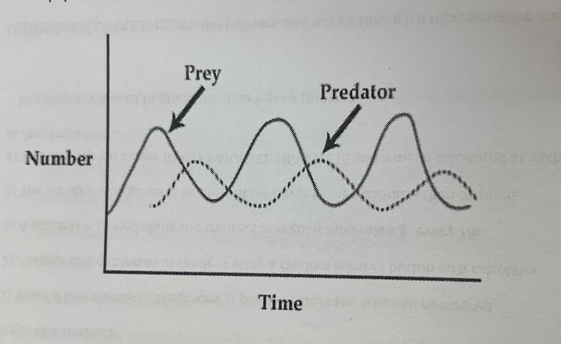 <ul><li><p>Prey population increases so more food for predator so predator population increases shortly after</p></li><li><p>More predators than prey so more prey get eaten so prey population decreases</p></li><li><p>Less prey to eat so predator population decreases because they die of starvation</p></li><li><p>Less prey eaten so prey population increases and the cycle starts again</p></li></ul>