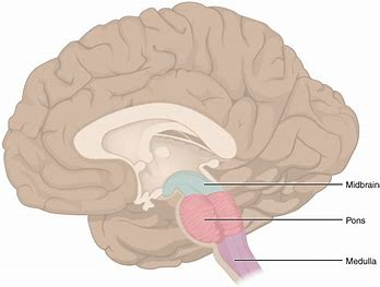<ul><li><p>Midbrain</p></li><li><p>Pons</p></li><li><p>Medulla oblongata</p></li></ul><p></p>