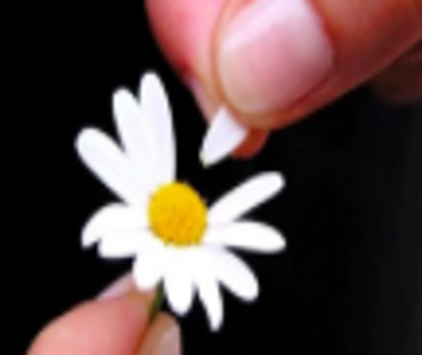 <p>petal</p>