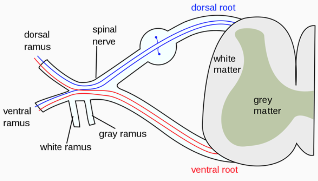 <p><span>The _______ root and horns receive _______ signals, while the ______ root and horns project _______ signals.</span></p>