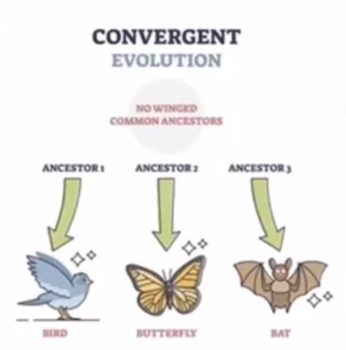 <ul><li><p>occurs when a biological trait evolves in two unrelated species as a result of exposure to similar environments</p></li><li><p>Ex. Dolphin and tuna because they have no recent common ancestor but both have a dorsal fin for swimming. </p></li><li><p>analogous structures often come from convergent evolution</p></li></ul>