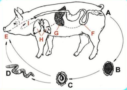 <p>life cycle of?</p>