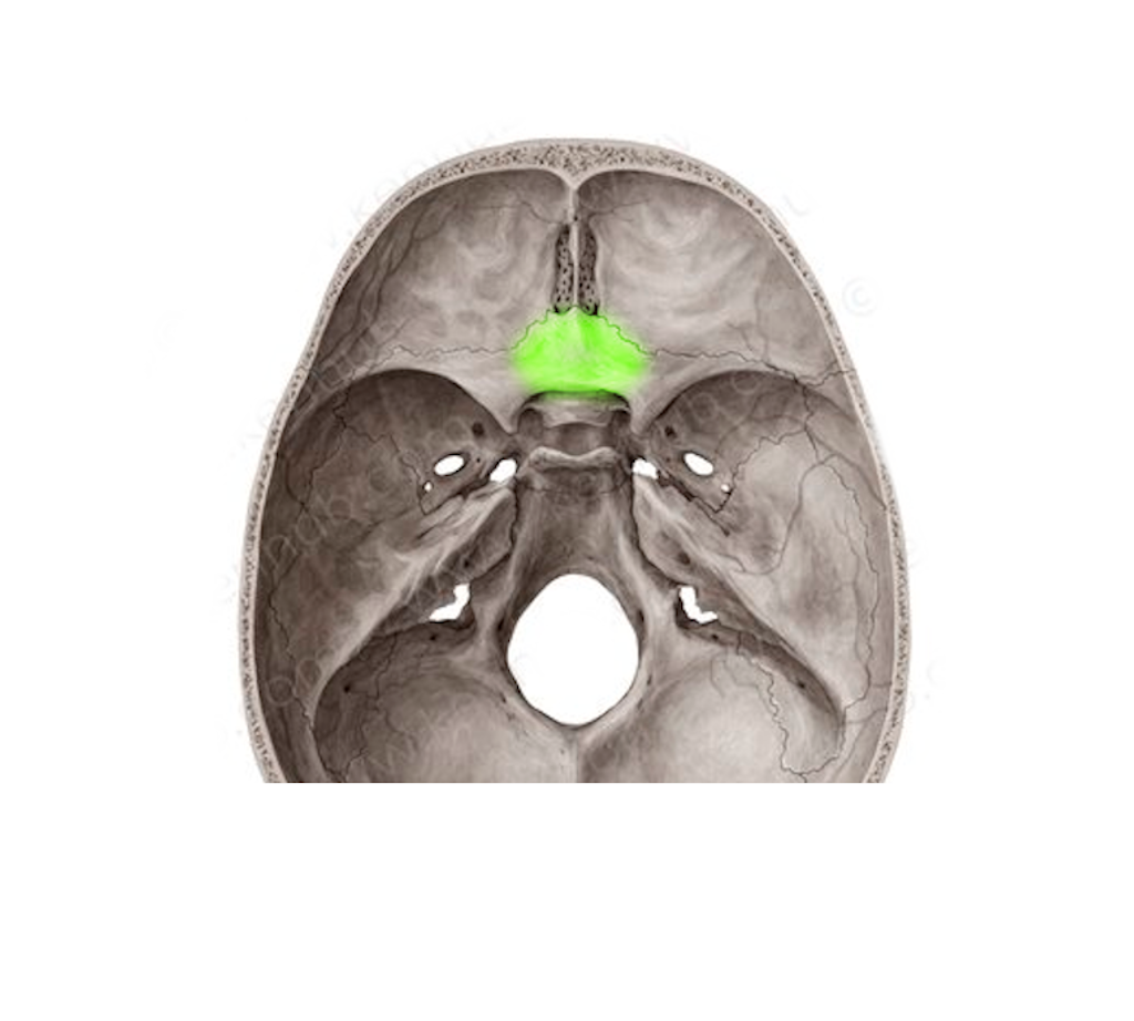 <p>ékcsonti kiemelkedés</p>