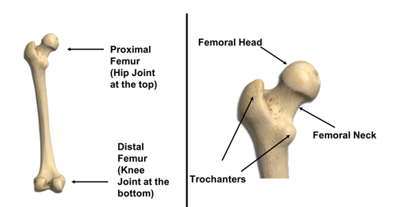 Location: Narrow section connecting the femoral head to the femur shaft.