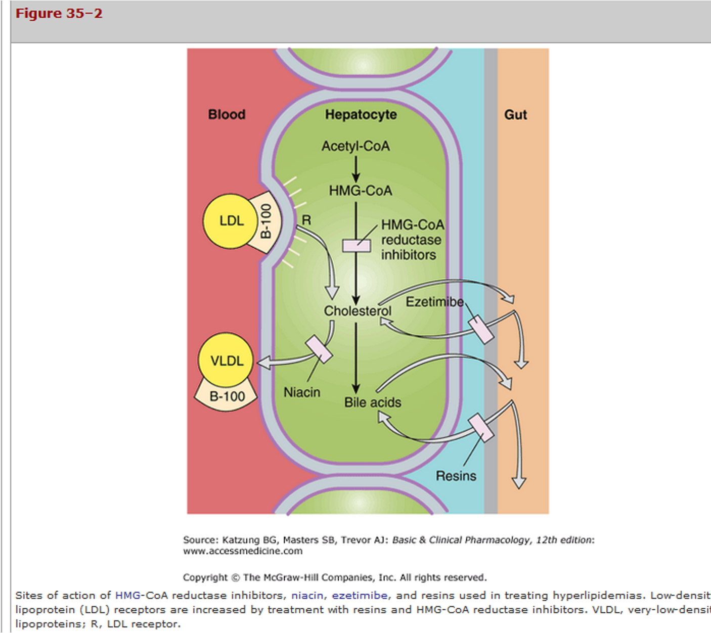 <p>statins MOA</p>