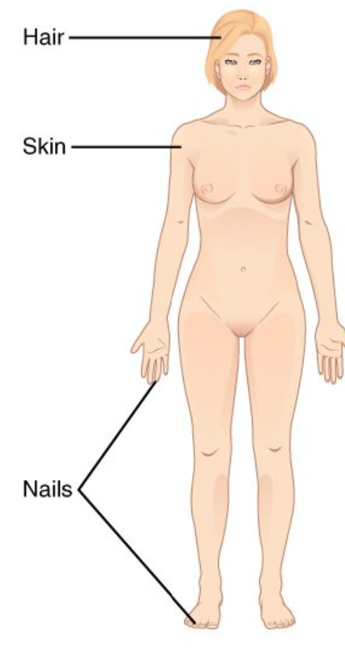 <p>Integumentary System</p>