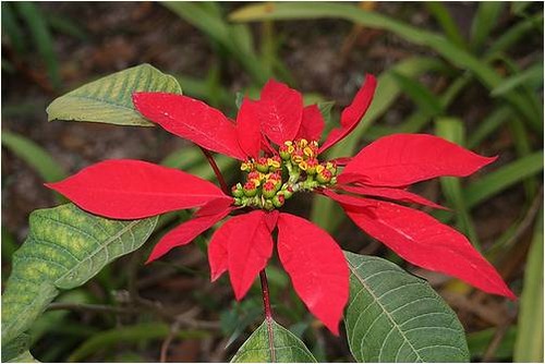 <p>Poinsettia (Euphobiaceae)</p>