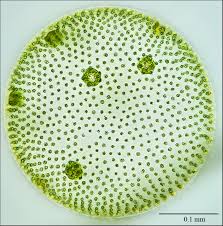 <p>Kingdom: protista </p><p>Phylum: Chlotophyta </p><p>Order: volvocida </p>