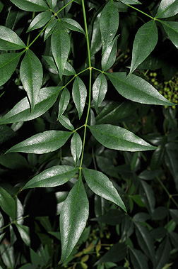 <p>what is the scientific name of heavenly bamboo </p>