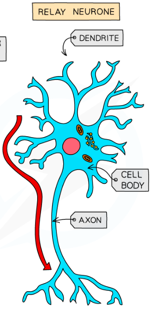 <p>Connects sensory neurons to motor neurons</p><p>Short dendrites and short axons</p>