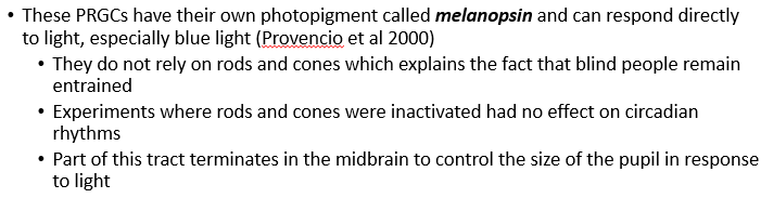 <ul><li><p>the SCN receives info about light through the retinohypothalamic tract, formed by a special population of ganglion cells (photosensitive retinal ganglion cells - PRCGs) which make up approx. 1-3% of ganglion cells </p></li></ul>
