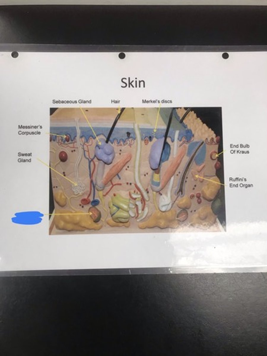 <p>Label the structure covered in blue ink and give a function</p>