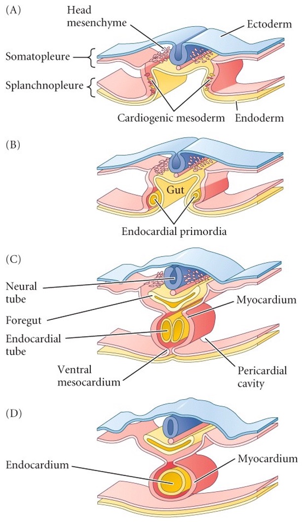 By inward folding of the splanchnopleure to form the foregut.  