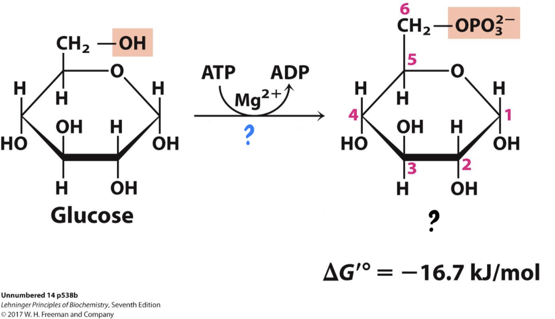 <ul><li><p>_____________ transfers a phosphate group from ATP to glucose, making it more chemically reactive. The charged phosphate also traps the sugar in the cell.</p></li></ul>