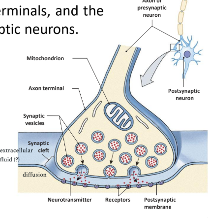 <p>Chem synapses?</p>