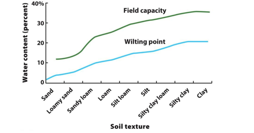 <p>loamy soils, they have a medium field capacity and wilting point compared to clay and sandy soils</p>