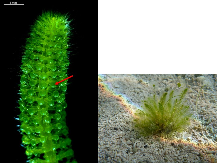 <p>What process takes place is the structure indicated by the pointer?</p><p>Meiosis</p><p>Mitosis</p>