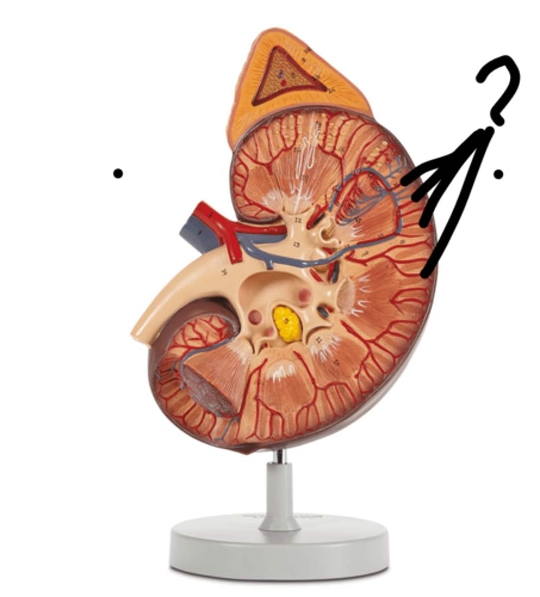 <p>Name these vessels (red)</p>